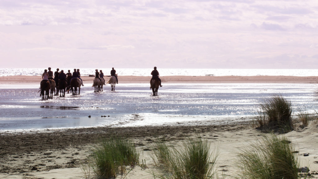 Randonnées à cheval en Camargue