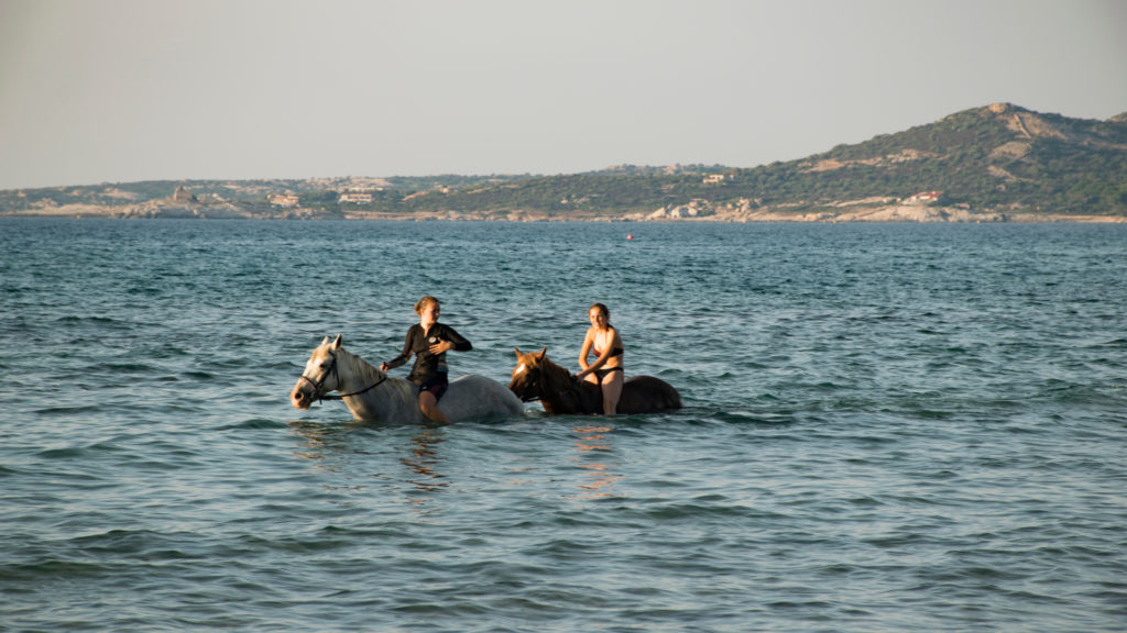 Cheval en Corse