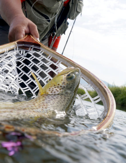 Pêche à la truite