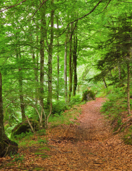 Forêts de France