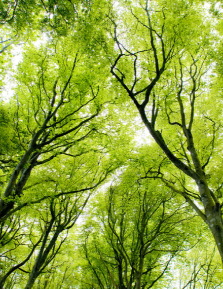 Bons réflexes en forêt