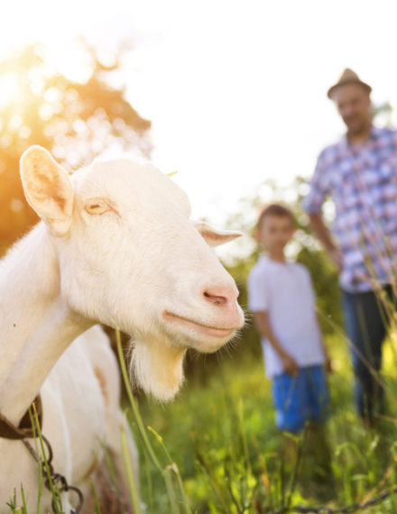 animaux de la ferme