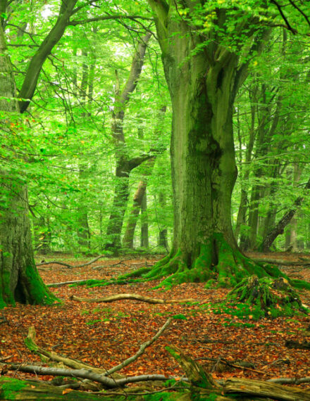 Parc national des Forêts