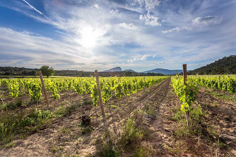 Vignobles de l'Hérault