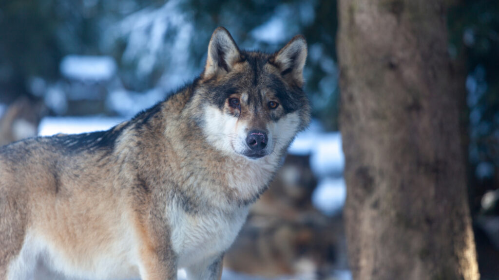 Loup du Mercantour