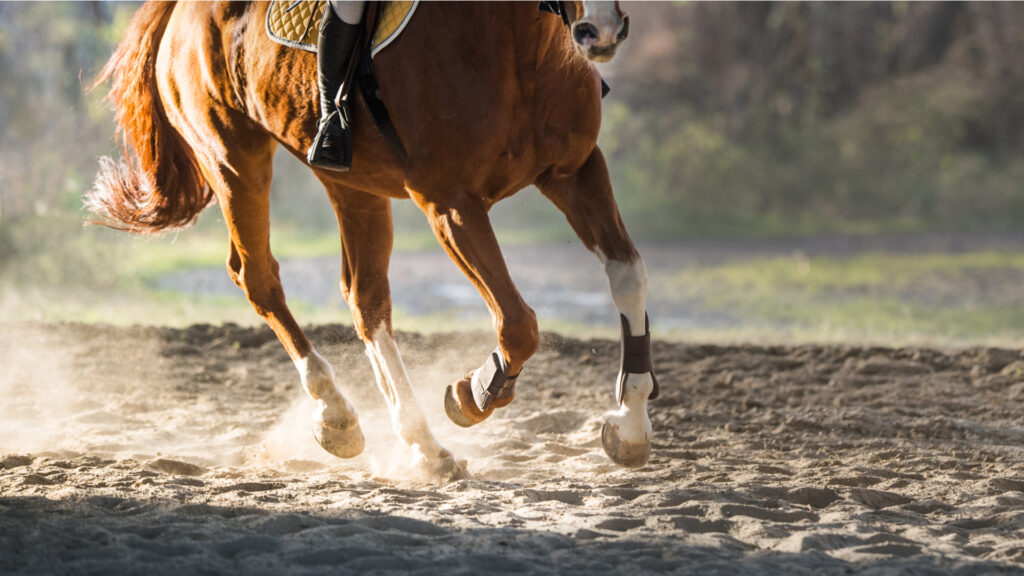 Cheval en exercice