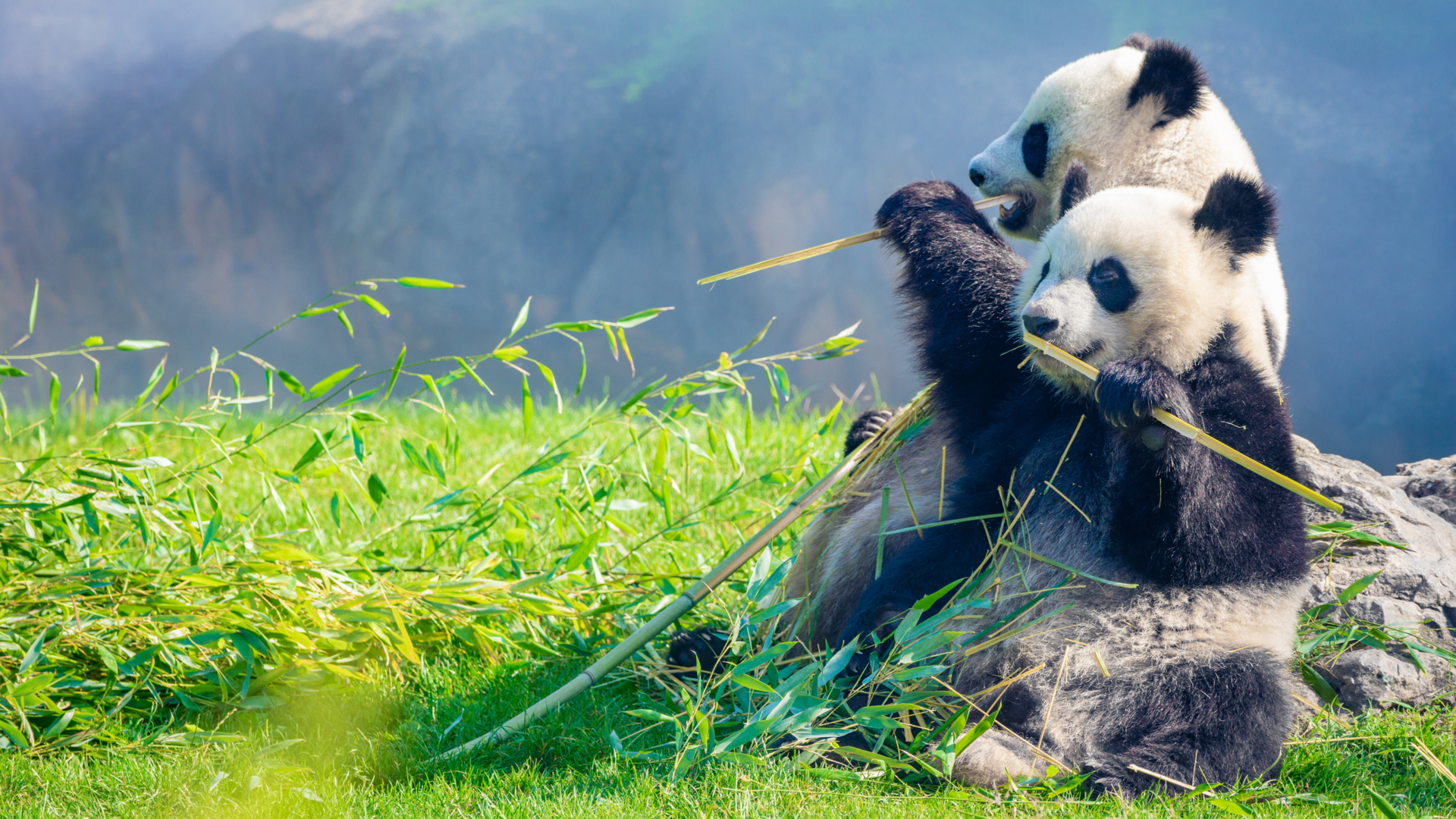 Panda du zoo de Beauval