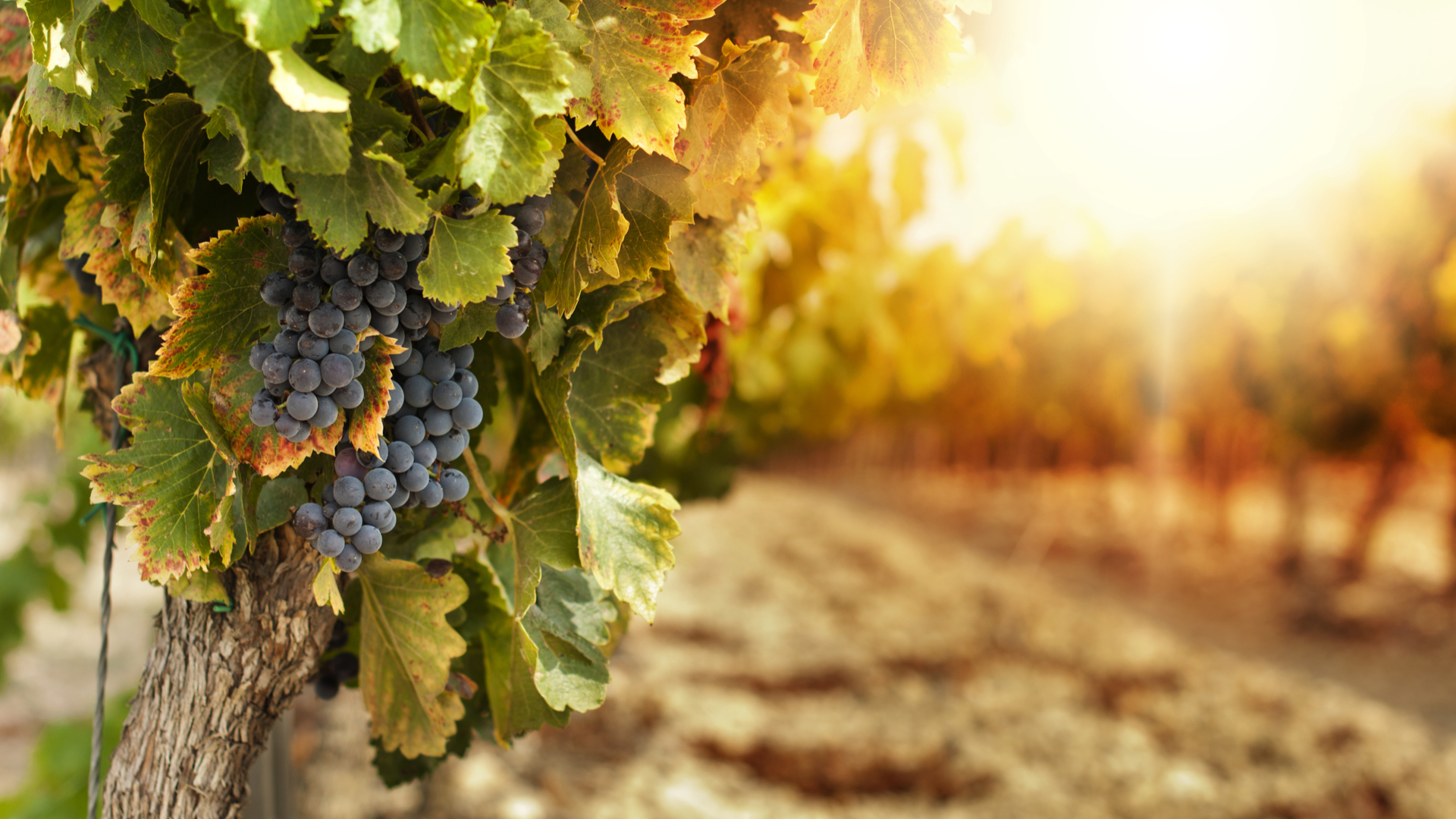 Vigne AOC du Loir-et-Cher