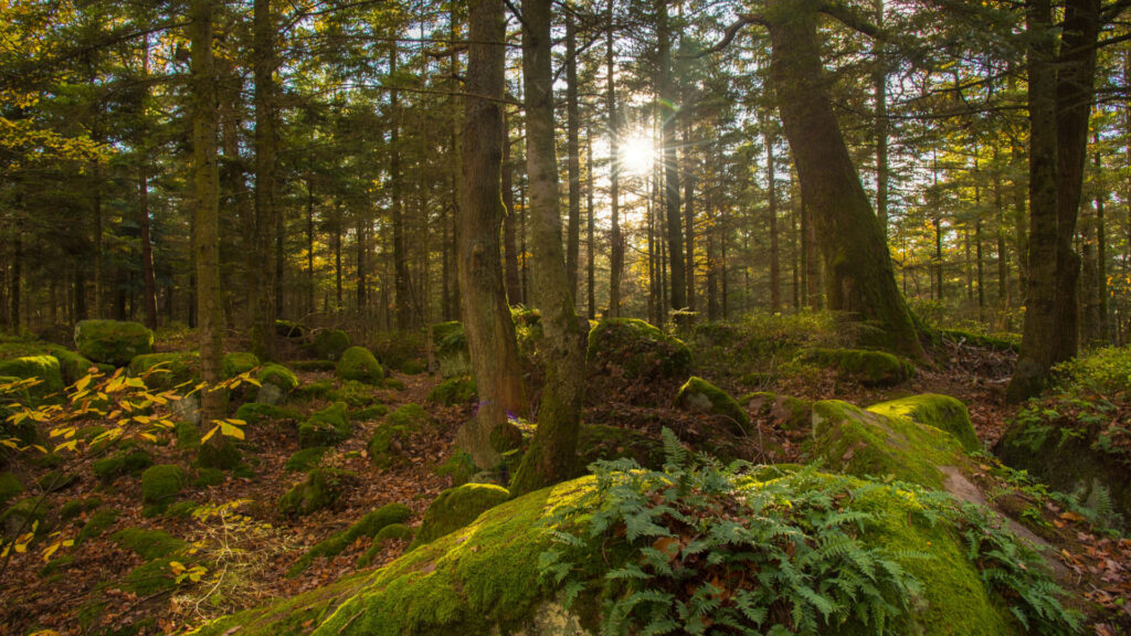 La forêt des Vosges
