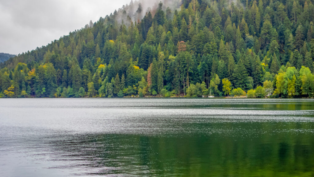 VOSGES l'appel de la forêt - Gerardmer info