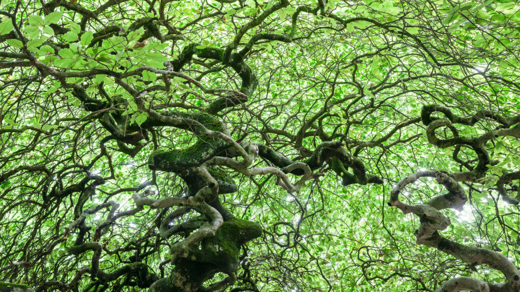 La forêt de Verzy