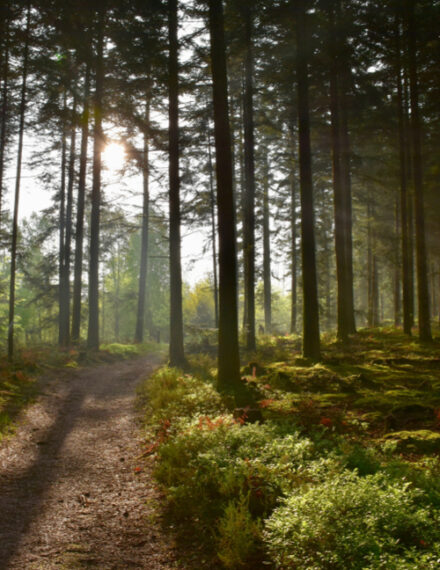 Forêt de la Sarthe