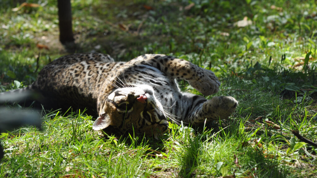 Ocelot du zoo de la flèche