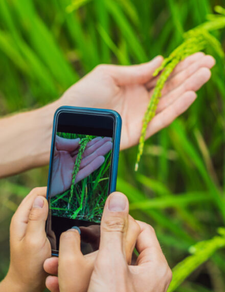 appli pour identifier les plantes