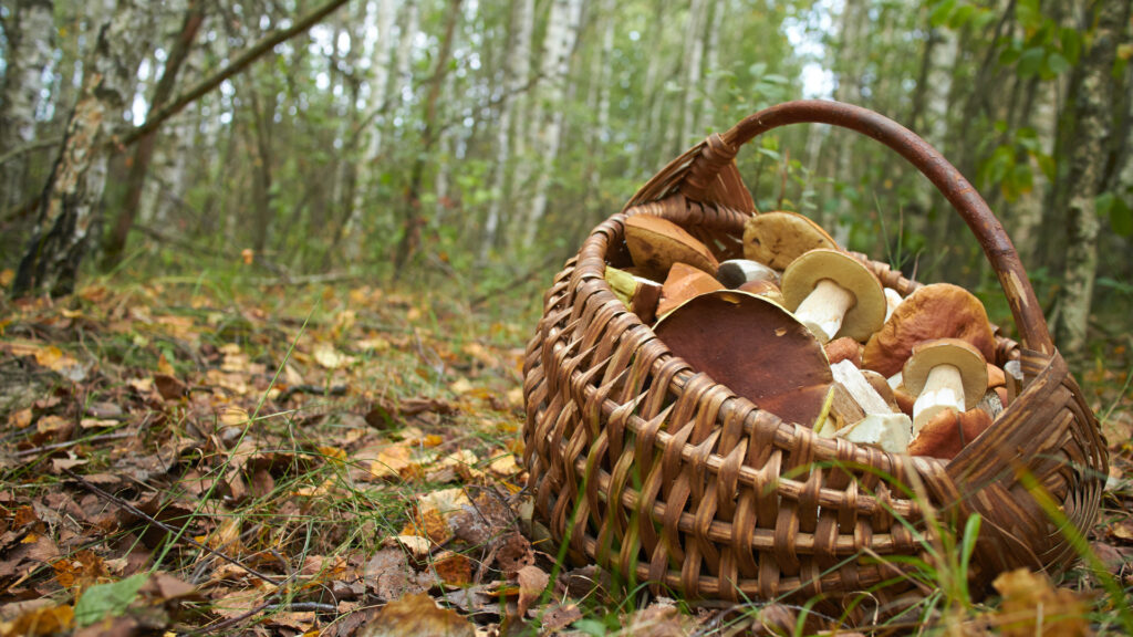 Randonner en automne en cueillant des champignons