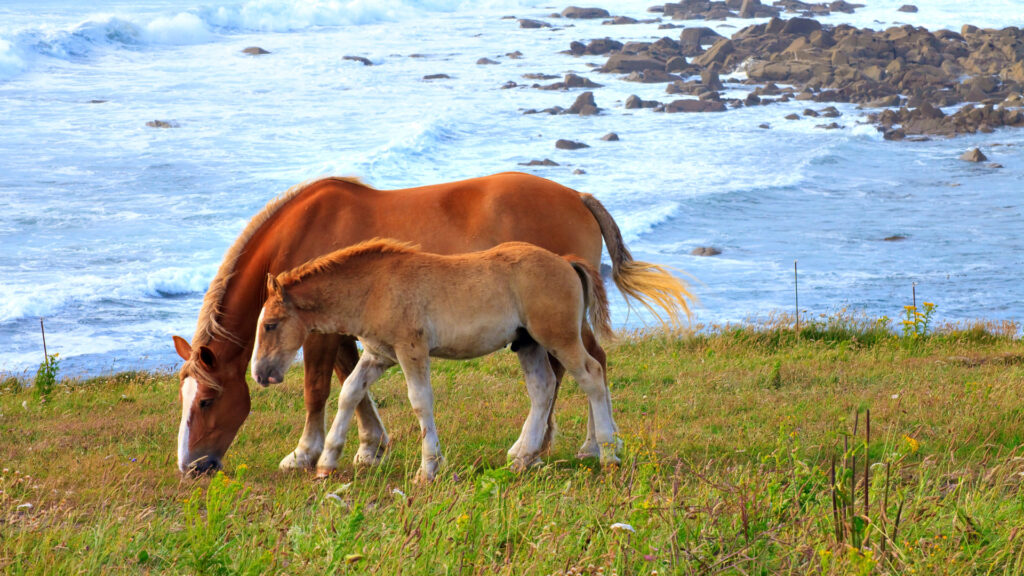 Chevaux sur la côte bretonne à Landunvez