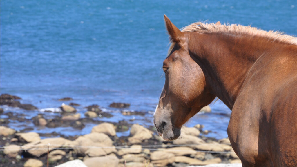 Promenade à cheval en Bretagne sur le littoral