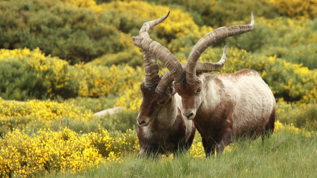 Faune des Pyrénées