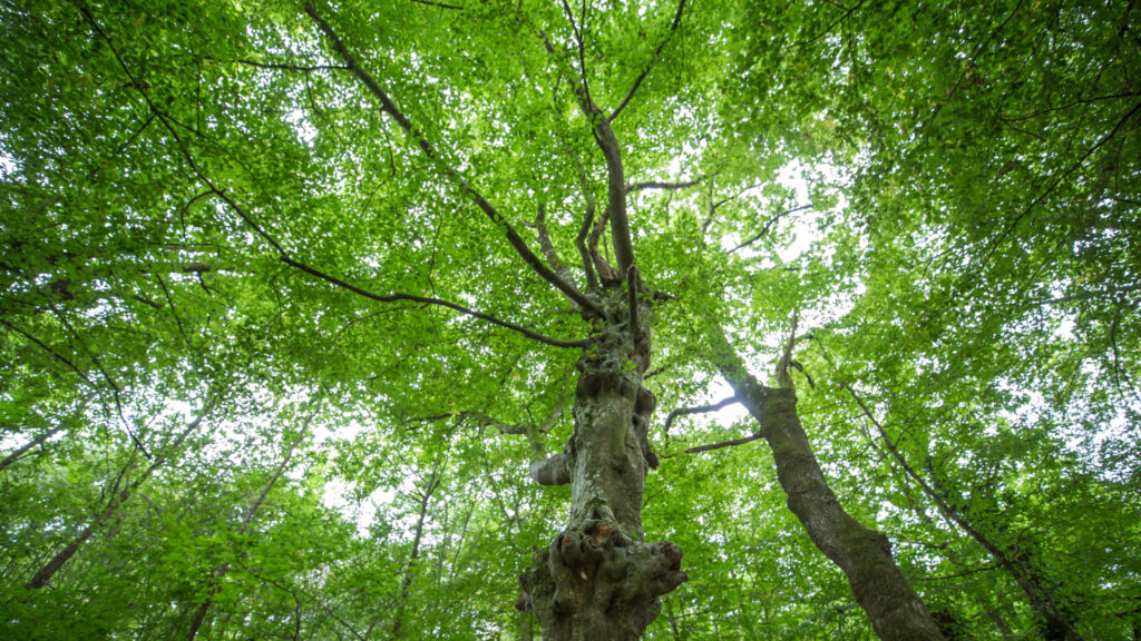 Forêt de Brocéliande