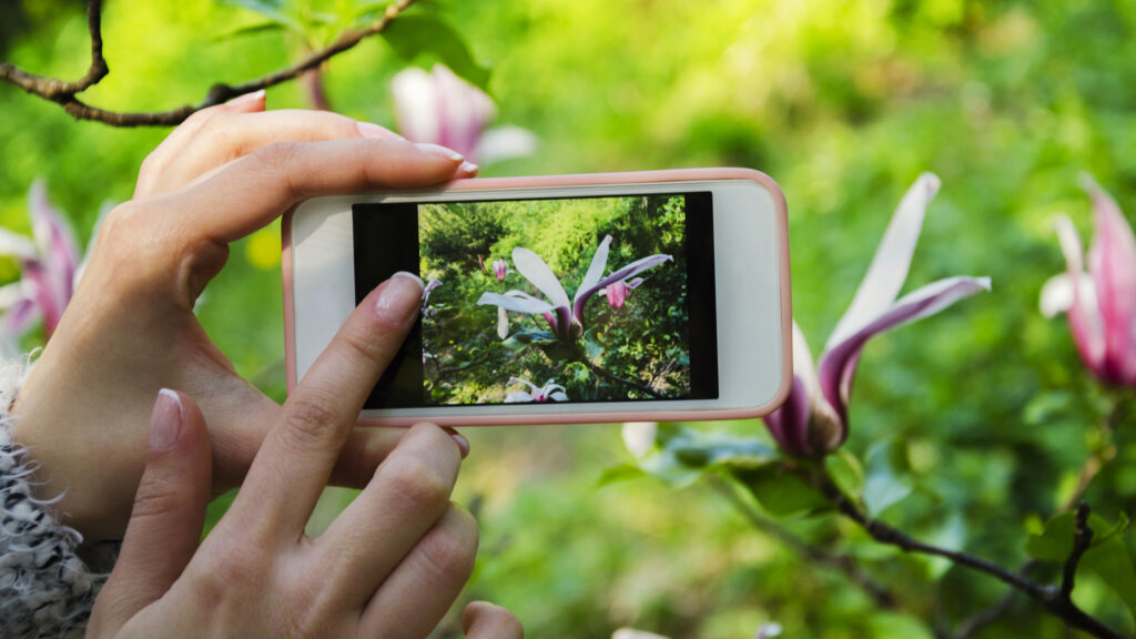 appli pour identifier les fleurs