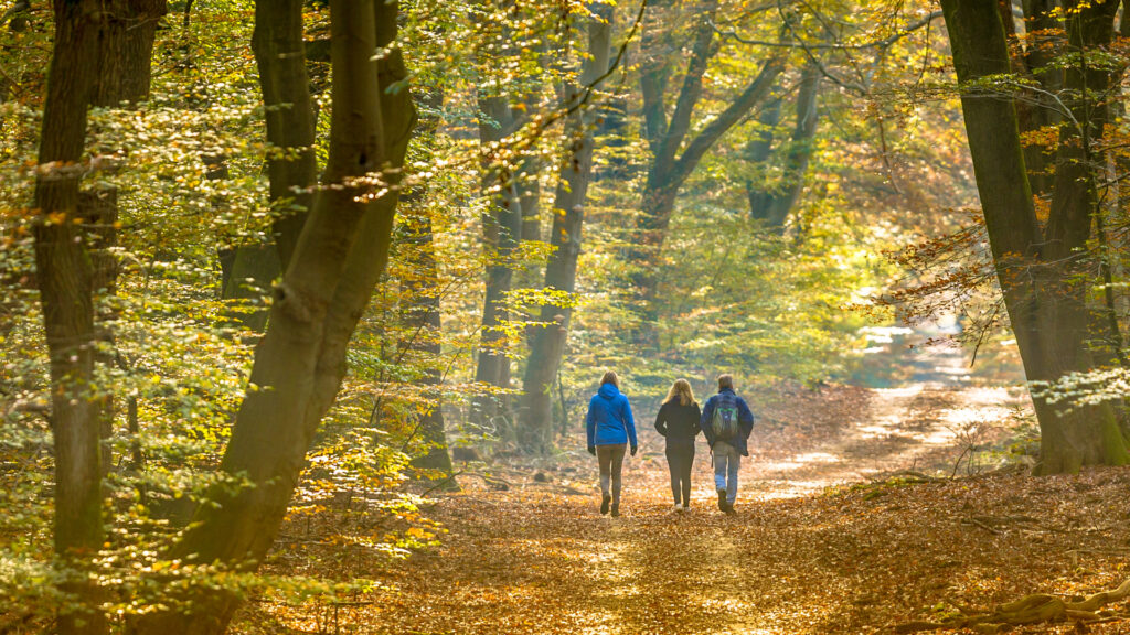 Randonnée en forêt l'automne