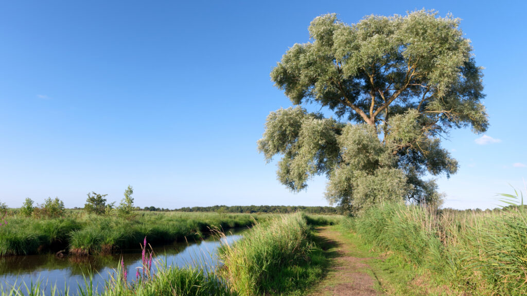 Parc Régional de Brière