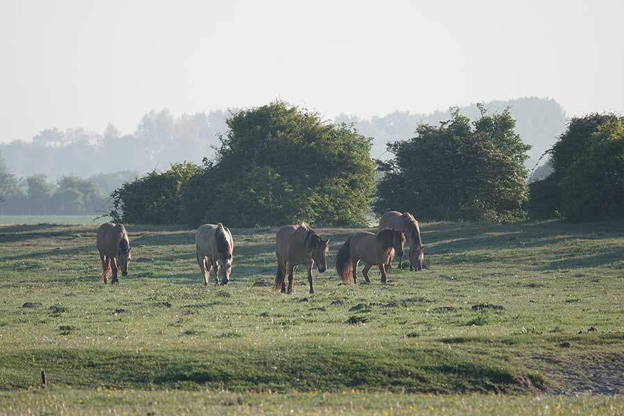 Chevaux de la Baie de Somme