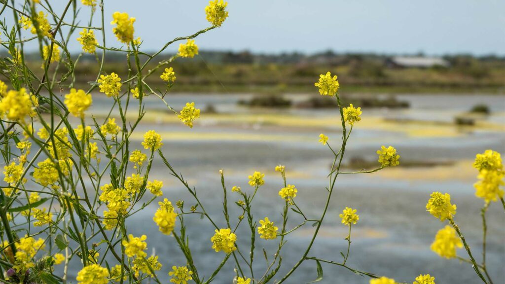 Réserve Lilleau des Niges sur l'île de Ré non loin du Camping les Pérouses du Phare