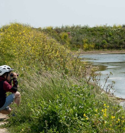 Observation des oiseaux à la réserve Lilleau des Niges