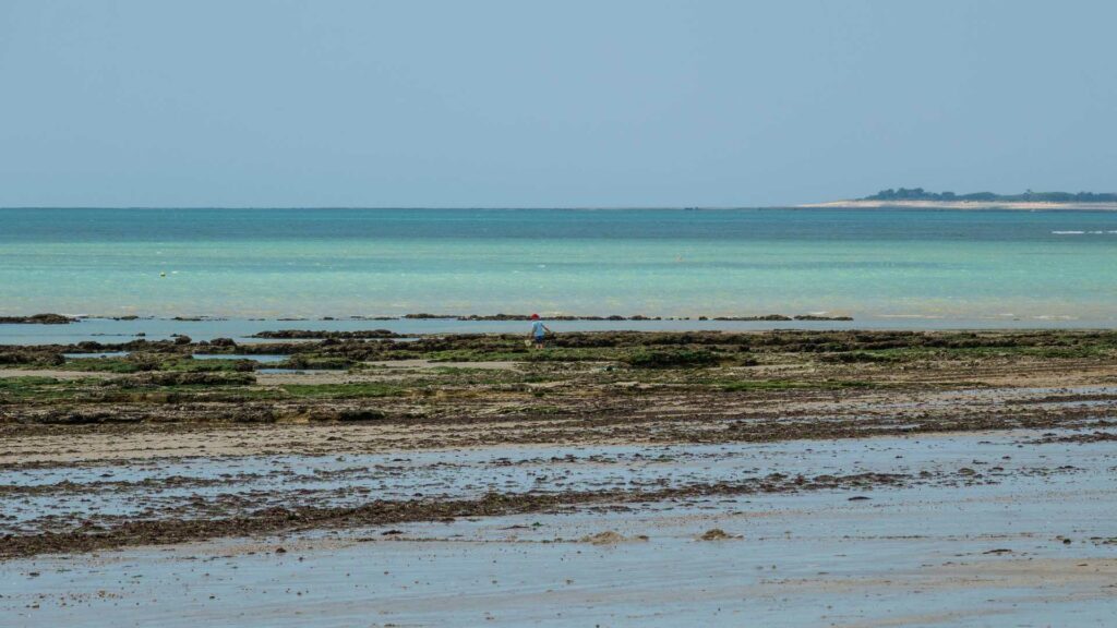 Pêche à pied sur l'île de Ré