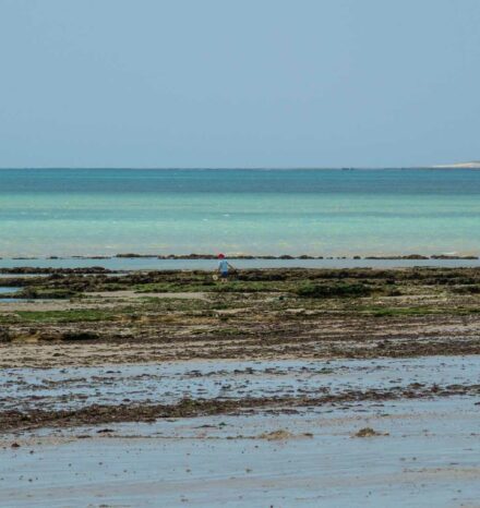 Pêche à pied sur l'île de Ré