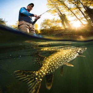 Une belle prise en rivière