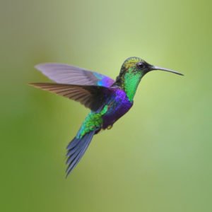 Stratégie du colibri de l'éco-voyageur