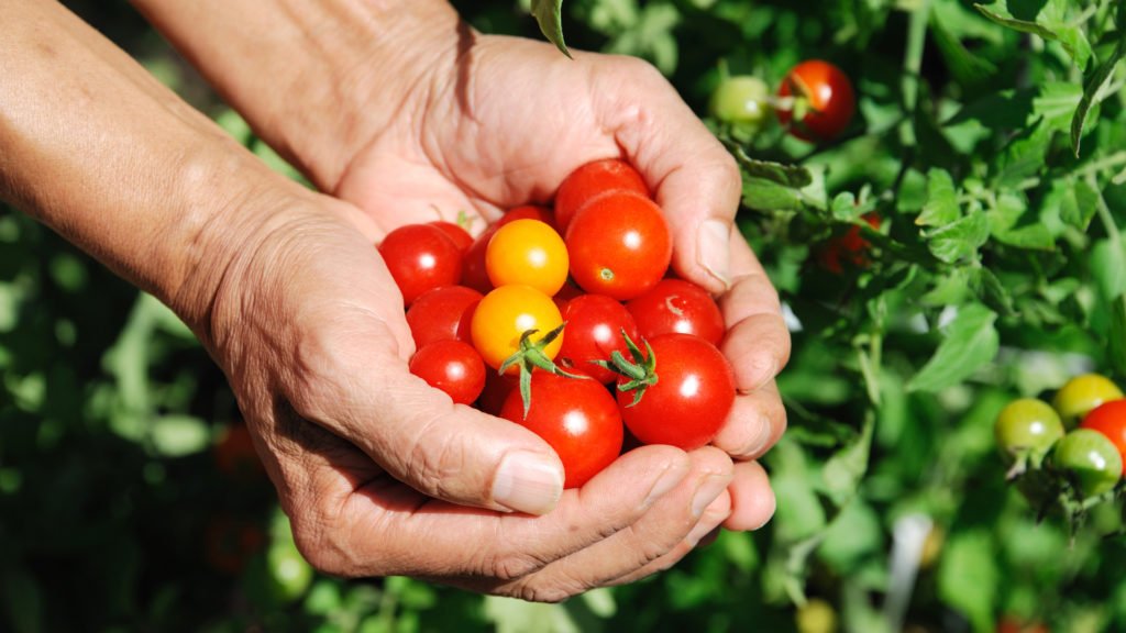 Cultiver ses tomates