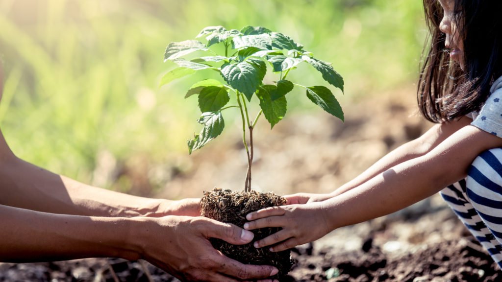 Plantation du printemps