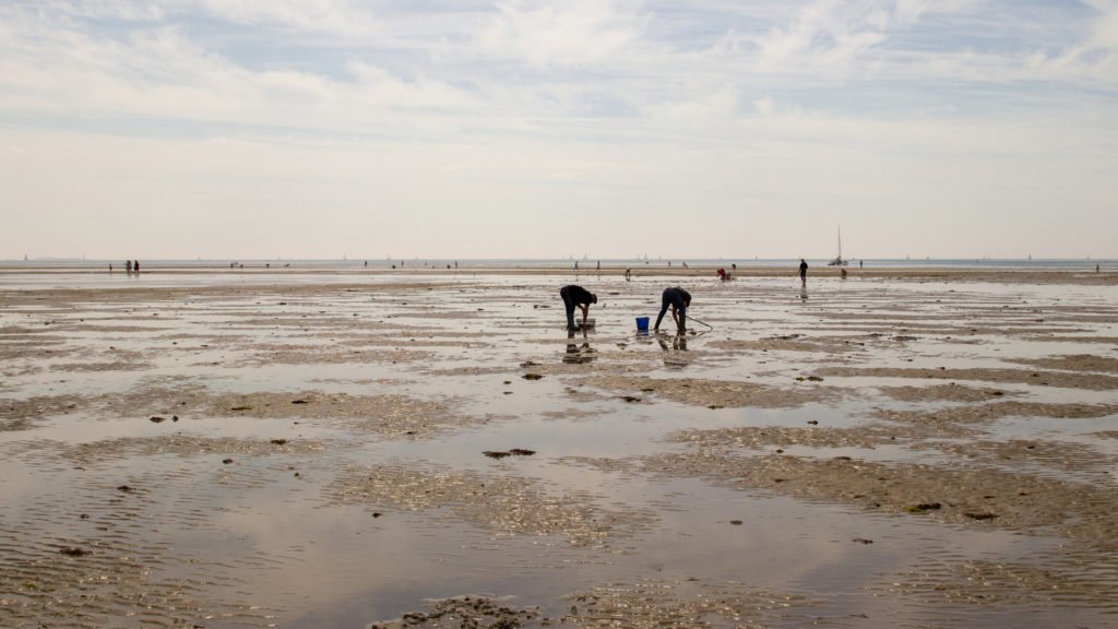 Pêche à pied en Atlantique