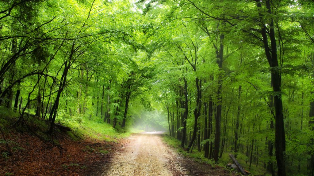 Sentier forestier à Rambouillet