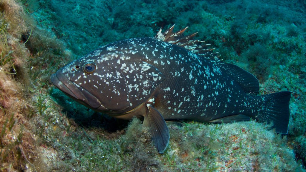 Mérou sur l'île de Gabinière dans le Parc national de Port-Cros