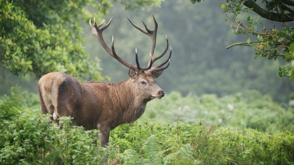 Cerf élaphe dans une forêt