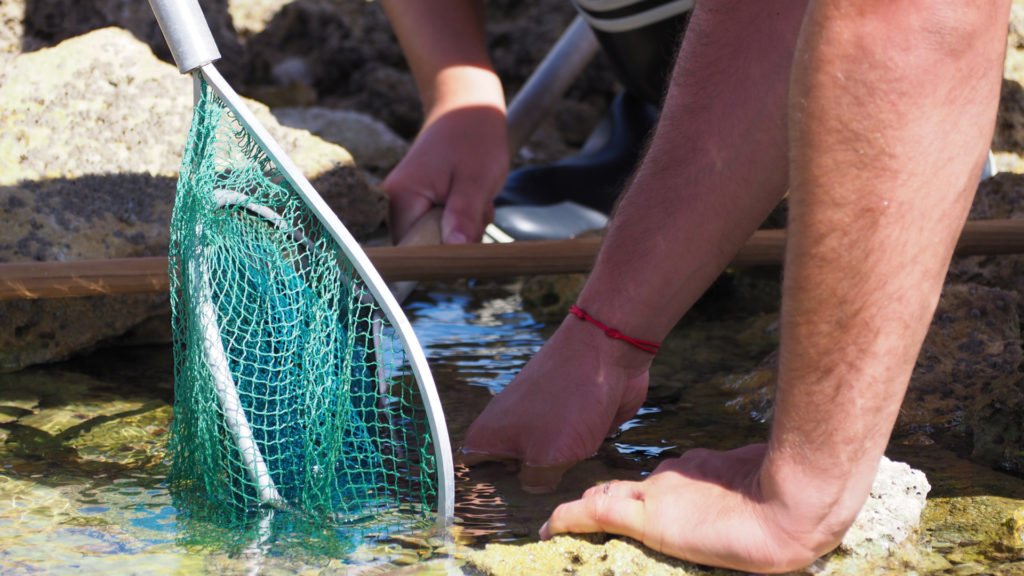 Pêche à pied à Oléron