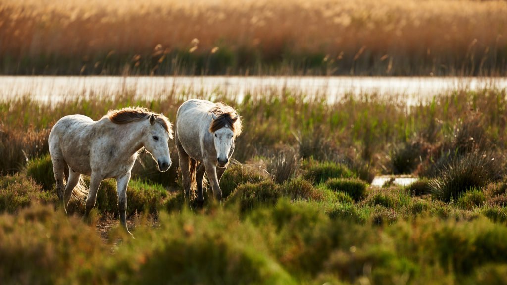 Chevaux en liberté en Camargue