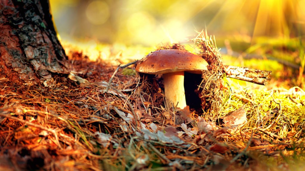 Champignon dans les sous-bois