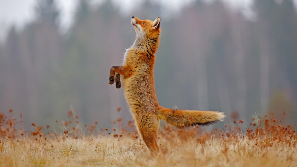 Renard en forêt