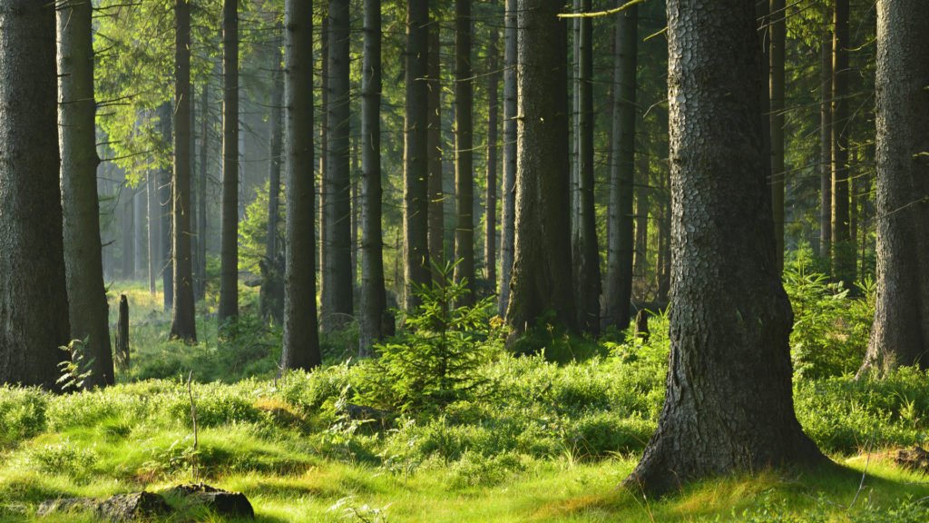 En forêt, adoptez les bons réflexes. 