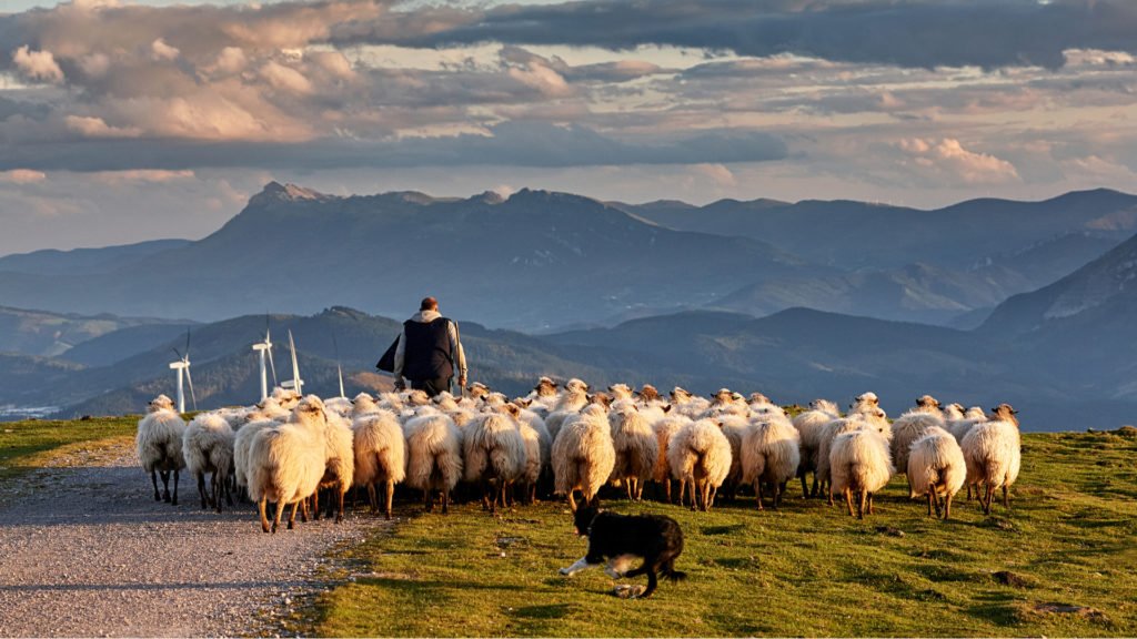 Berger au Pays Basque