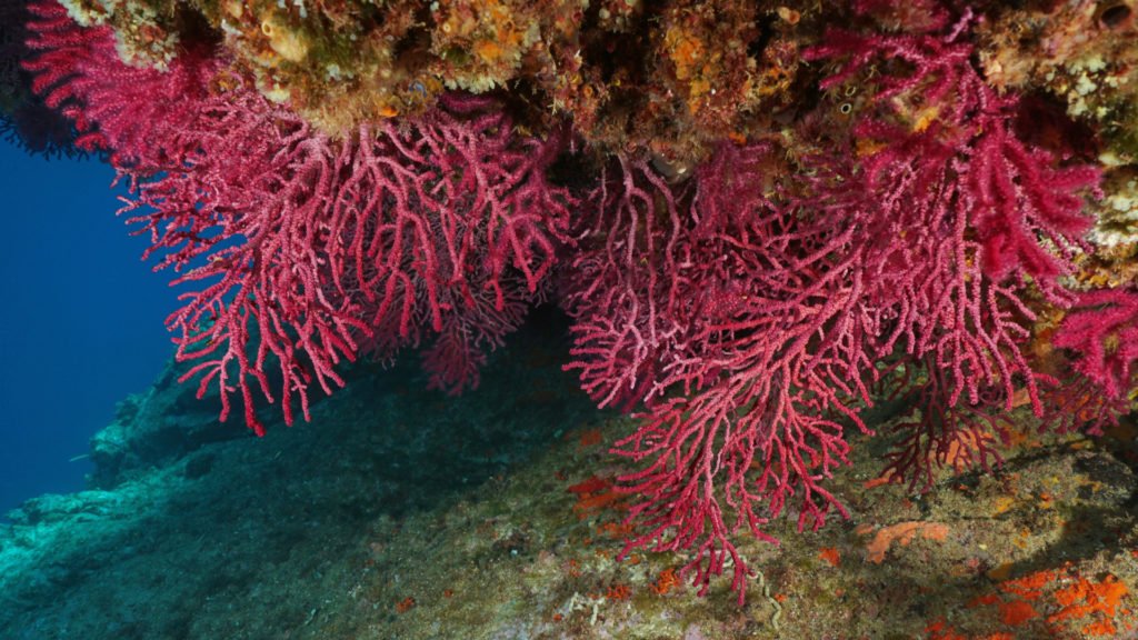 Corail rouge de Méditerranée dans le Parc national des Calanques