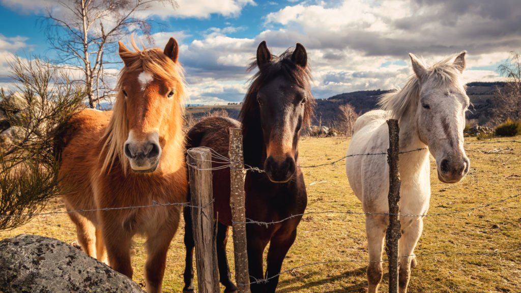 Chevaux sur la Route Randonnée Découverte