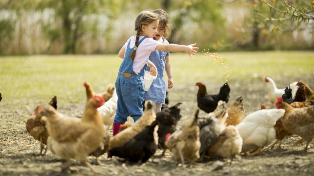 Nourrissage des poules dans une ferme pédagogique