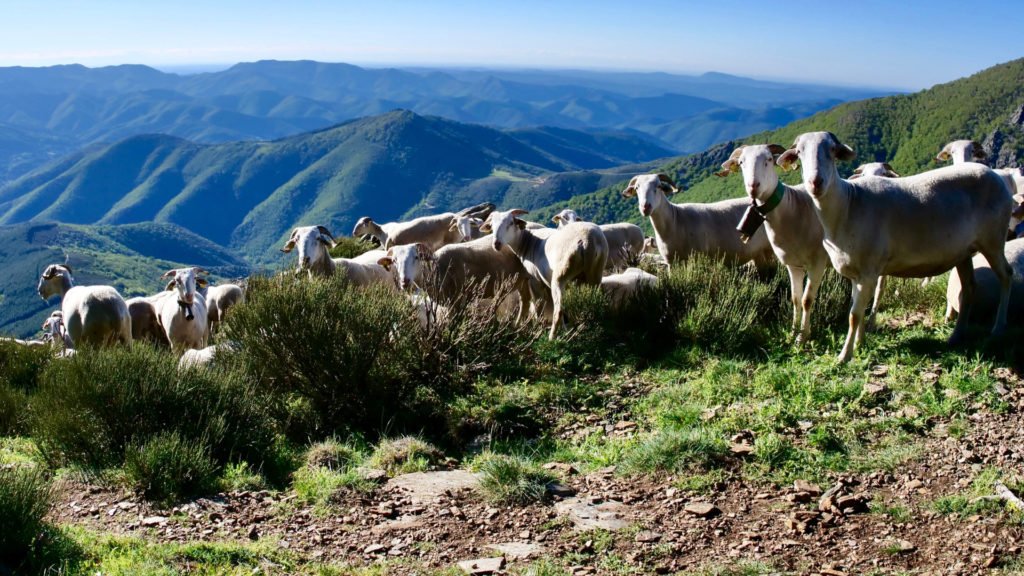 Troupeau dans le Parc National des Cévennes