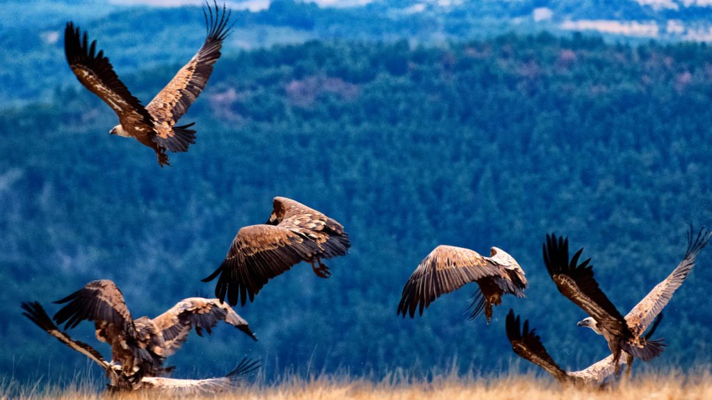 Vautours dans le Parc National des Cévennes